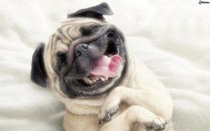 mops,-lacheln-172578.jpg