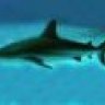 redshark