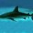 redshark